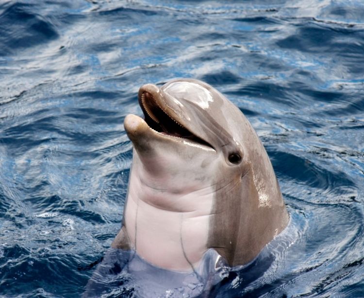 Fernreise Australien - Neuseeland Delfin