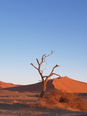 Namibia - Baum in der Namib Wüste