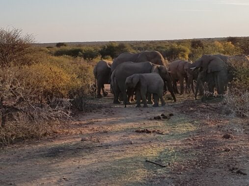 Namibia - Elefanten bei Safari