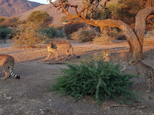 Jaguare in Namibia