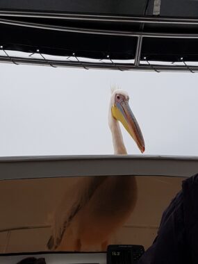 Walvis Bay - Pelikan