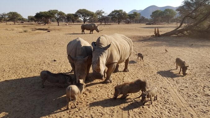 Etosha Nationalpark - Warzenschweine und Nashörner