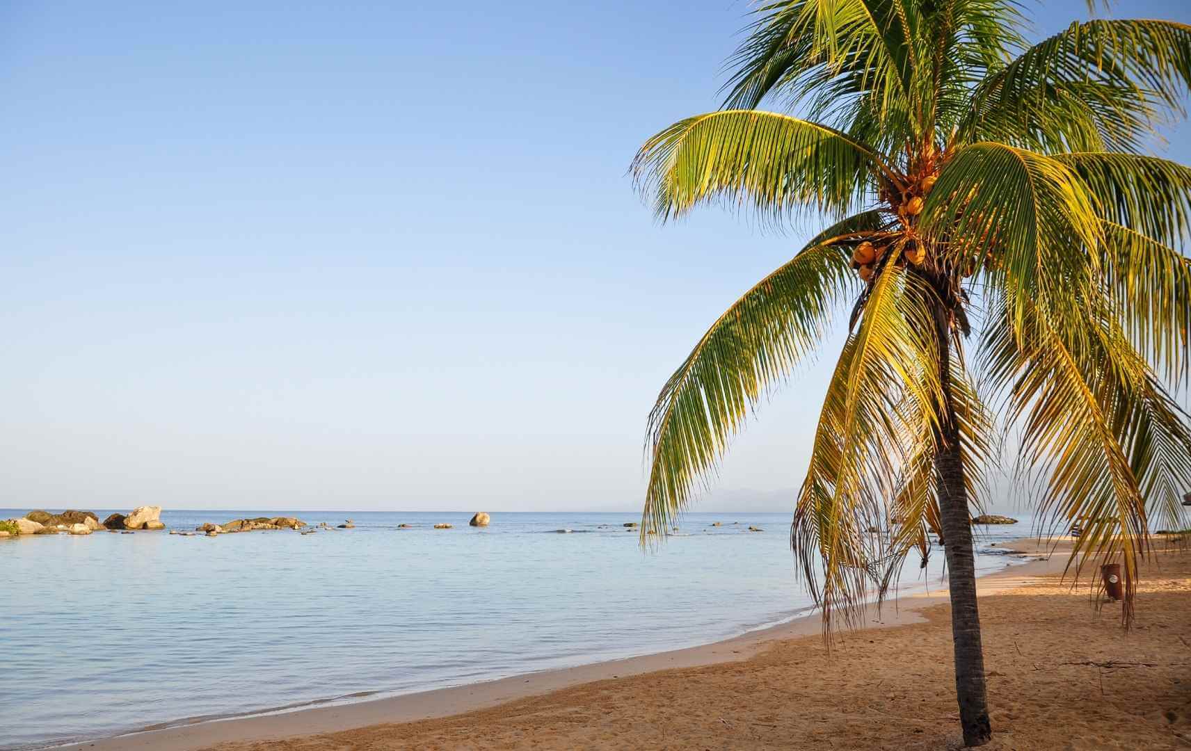 Palme und Strand in Kuba