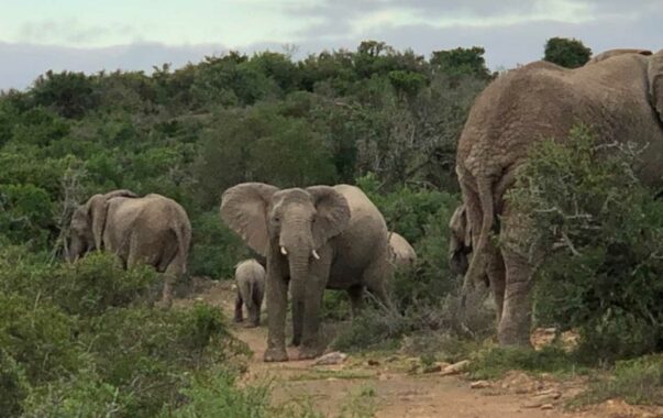 Elefanten bei der Pirschfahrt-Südafrika