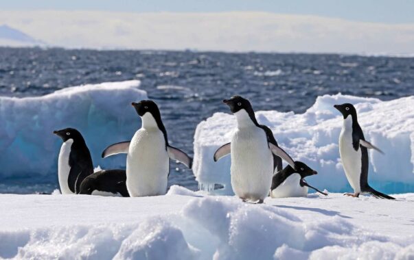 Pinguine auf dem Eis im Weddellmeer
