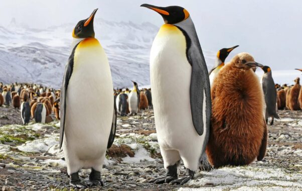 Pinguinfamilie im Eis