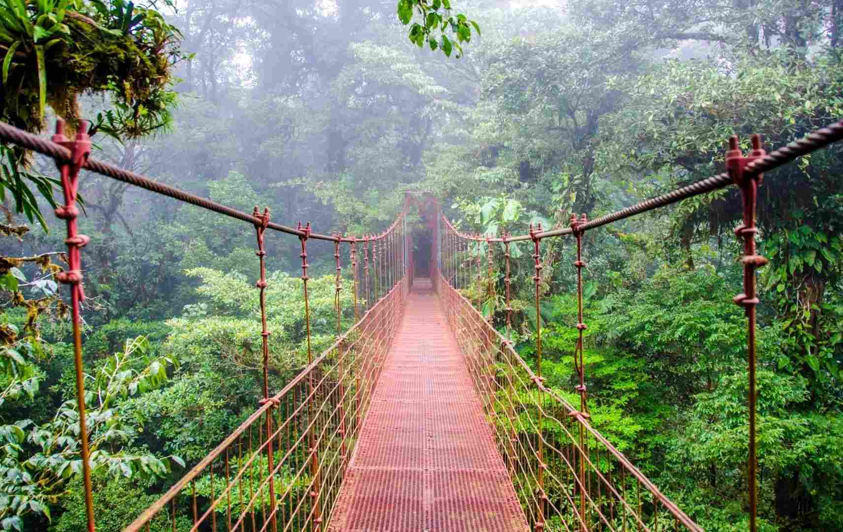 Dschungelbrücke in Costa Rica 