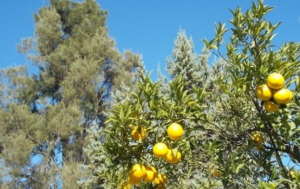 Zitronenbäume vor blauem Himmel