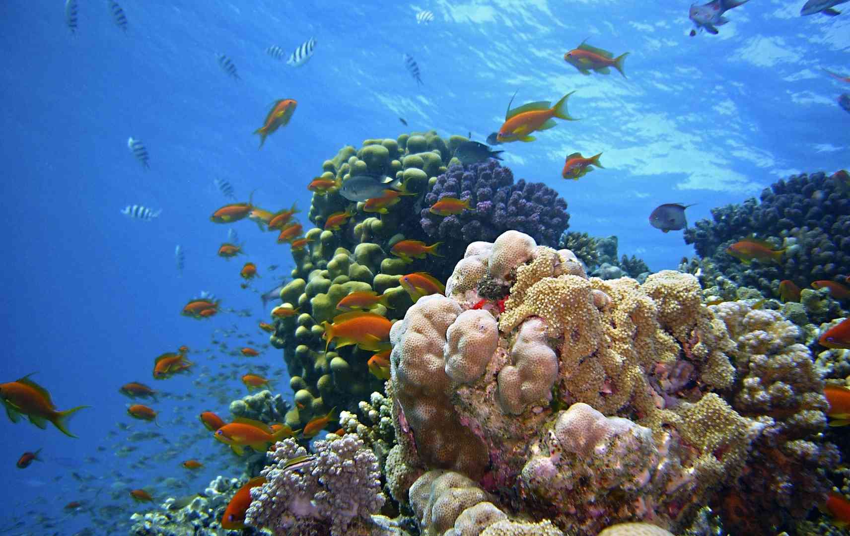 Unterwasserwelt in Ägypten, Fische und Korallen