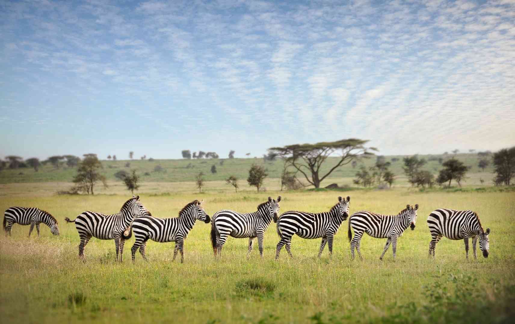 Zebras in der Serengeti in Tansania
