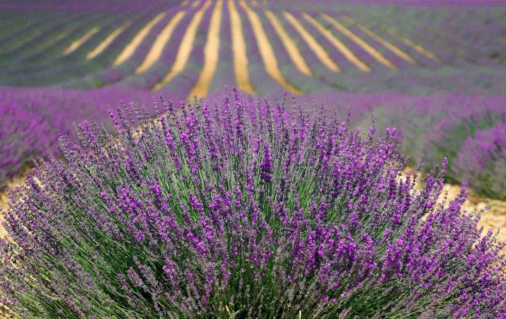 Lavendelfelder in der Provence in Südfrankreich