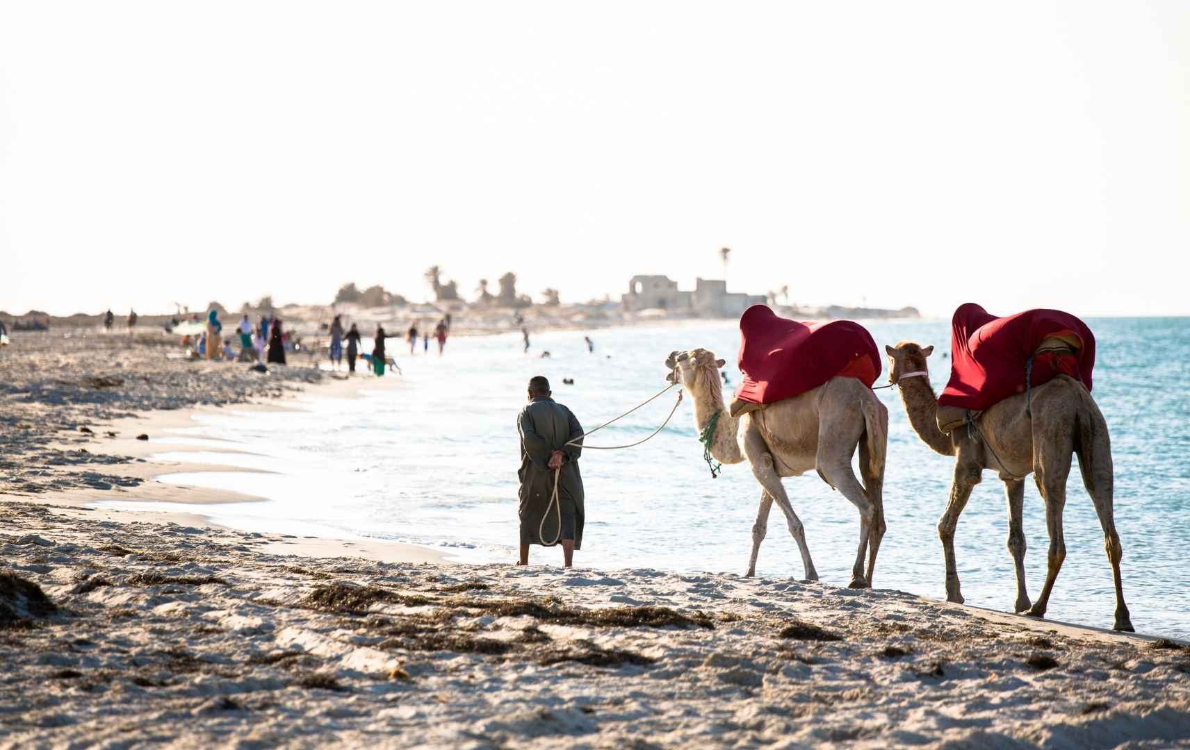 Mann mit Kamelen am Strand von Djerba