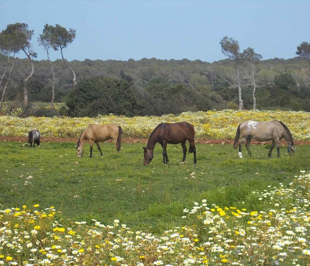 Naturschutzgebiet Punta Amer zwischen Sa Coma und Cala Millo