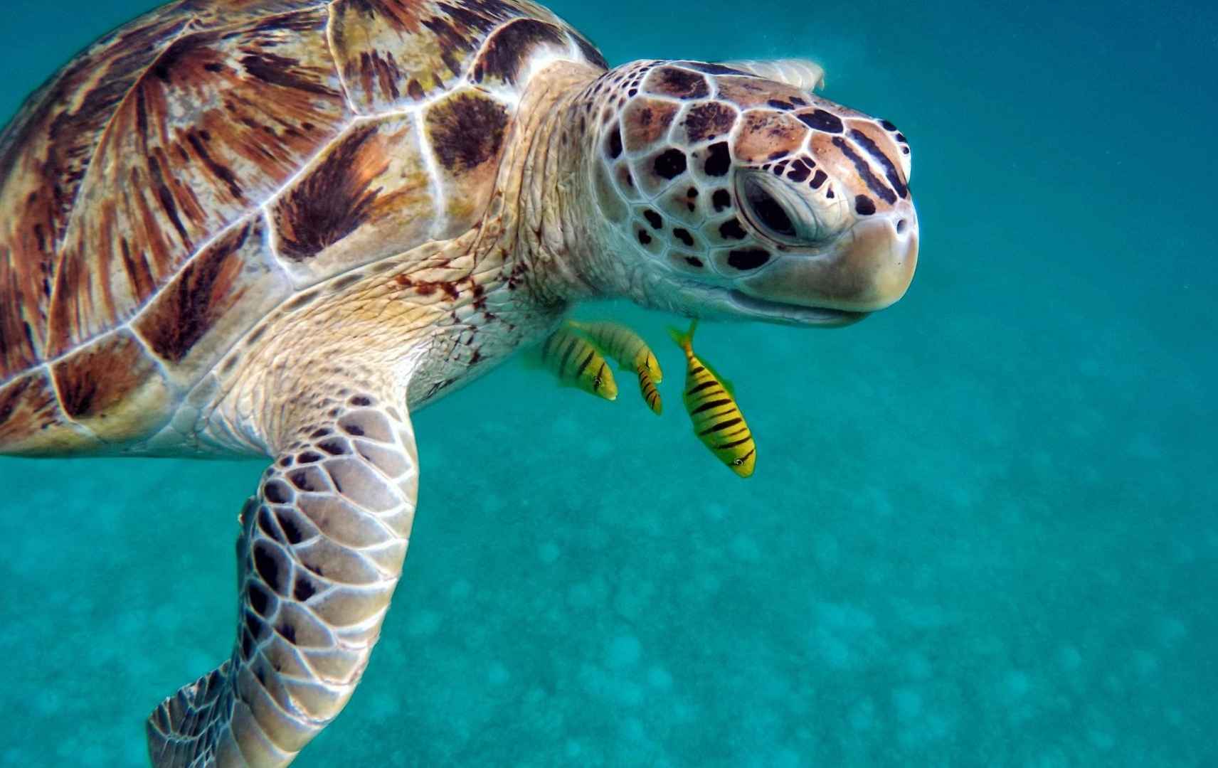 Unterwasserwelt: Schildkröte und kleine Fische