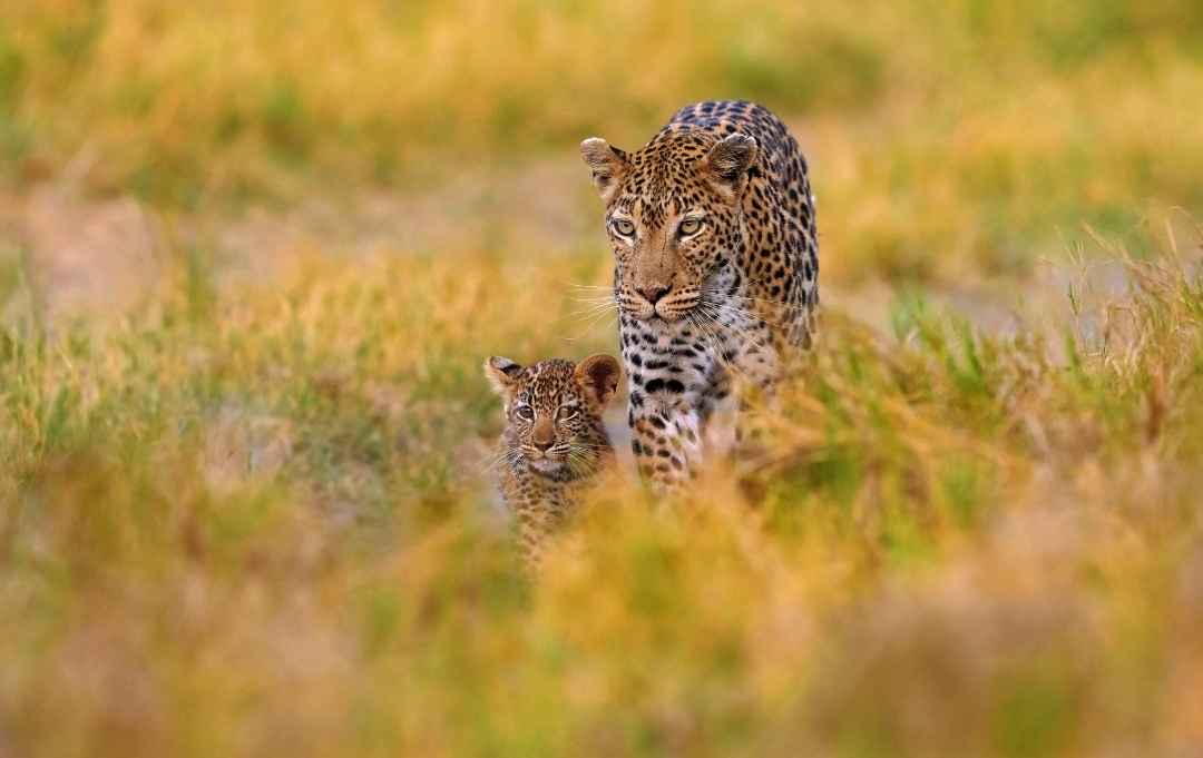 Zwei Leoparden in der Wildnis