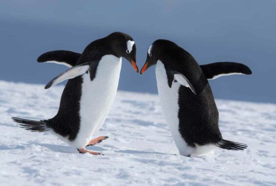 Pinguine in der Antarktis