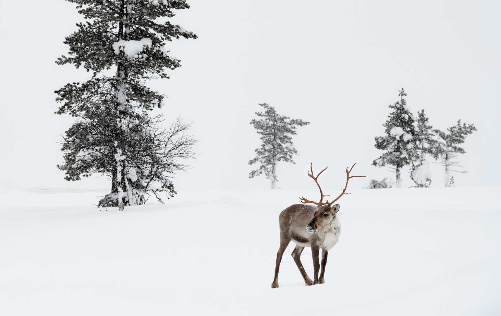 Rentier steht im Schnee in der Winterlandschaft von Finnisch-Lappland, Finnland